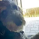 Dog, Cloud, Sky, Carnivore, Dog breed, Companion dog, Toy Dog, Schnauzer, Small Terrier, Terrier, Working Animal, Meteorological Phenomenon, Puppy love, Tail, Furry friends, Canidae, Cockapoo, Labradoodle, Whiskers, Puppy