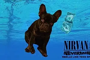 French Bulldog Dog Nirvana