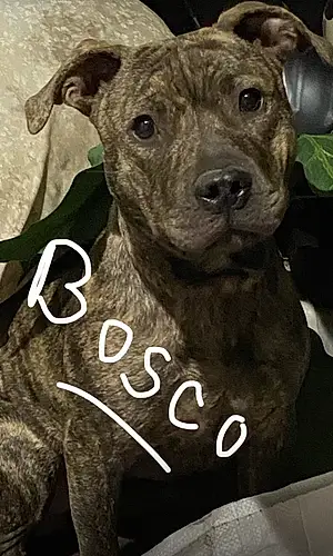 Name Pitt Bull Terrier Dog Bosco