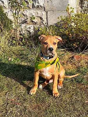 Name Mixed breed Dog Copper