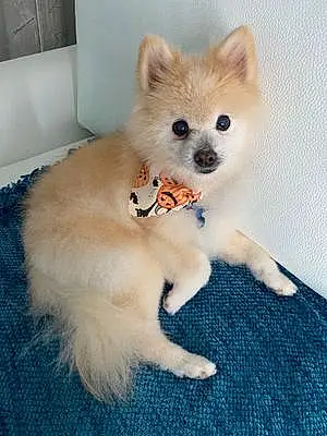 Pomeranian Dog Rocky