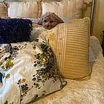 Comfort, Textile, Carnivore, Fawn, Wood, Companion dog, Bag, Linens, Dog Supply, Bedroom, Bedding, Living Room, Throw Pillow, Luggage And Bags, Hardwood, Bed Sheet, Furry friends, Room, Wicker