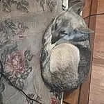 Dog, Carnivore, Dog breed, Grey, Fawn, Comfort, Wood, Snout, Military Camouflage, Plant, Canidae, Tail, Felidae, Furry friends, Pattern, Hardwood, Small To Medium-sized Cats, Tree
