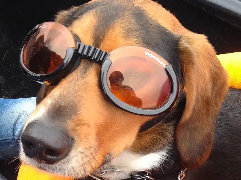 Dog, Vision Care, Dog breed, Goggles, Carnivore, Collar, Ear, Whiskers, Sunglasses, Eyewear, Companion dog, Pet Supply, Fawn, Dog Collar, Personal Protective Equipment, Snout, Hat, Liver, Working Animal