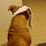 Dog, Dog breed, Carnivore, Working Animal, Collar, Pet Supply, Fawn, Boxer, Companion dog, Liver, Snout, Dog Collar, Dog Supply, Tail, Working Dog, Non-sporting Group, Hunting Dog, Chest