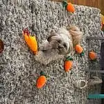 Green, Orange, Plant, Dog, Wood, Toy, Fawn, Road Surface, Stuffed Toy, Soil, Grass, Rock, Plastic, Lawn Ornament, Concrete, Asphalt, Companion dog, Room, Litter