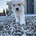Dog, Door, Sky, Carnivore, Companion dog, Road Surface, Dog breed, Terrier, Small Terrier, Cobblestone, Rock, Pebble, Toy Dog, Asphalt, Soil, Rubble, Tail, Home Door, Working Terrier