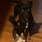 Cat, Dog, Carnivore, Wood, Dog breed, Whiskers, Felidae, Snout, Tail, Hardwood, Companion dog, Furry friends, Domestic Short-haired Cat, Small To Medium-sized Cats, Paw, Working Animal, Wood Flooring, Guard Dog, Canidae