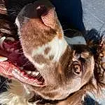 Dog, Dog breed, Carnivore, Jaw, Liver, Ear, Whiskers, Fawn, Companion dog, Fang, Working Animal, Snout, Close-up, Furry friends, Canidae, Gun Dog, Paw, Claw, Terrestrial Animal