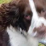 Dog, Carnivore, Dog breed, Companion dog, Herding Dog, Whiskers, Border Collie, Grass, Liver, Australian Collie, Furry friends, Canidae, Irish Red And White Setter, Gun Dog, Australian Shepherd, Working Dog, Working Animal, French Spaniel, Terrestrial Animal