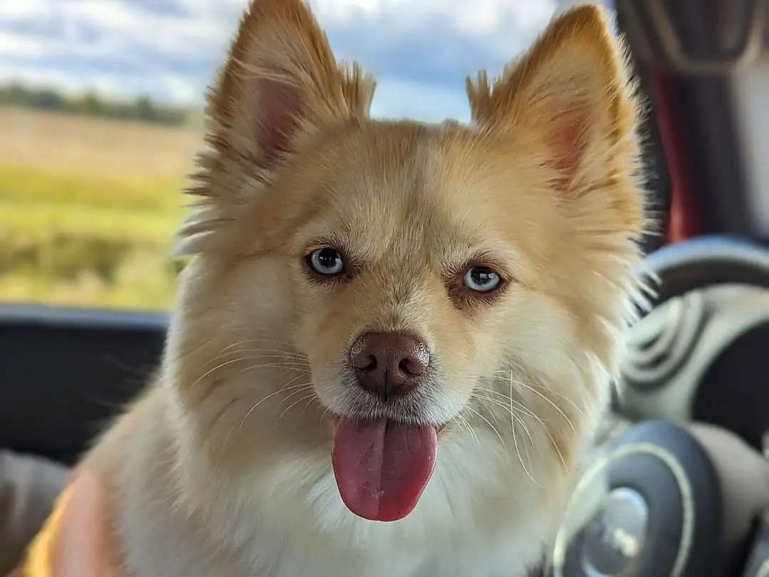 Dog, Cloud, Dog breed, Carnivore, Sky, Whiskers, Collar, Fawn, Companion dog, Snout, Car, Spitz, Windscreen Wiper, Automotive Mirror, Canidae, Furry friends, Steering Wheel, Windshield, Vehicle