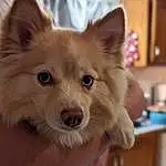 Dog, Dog breed, Carnivore, Whiskers, Ear, Companion dog, Fawn, Snout, Toy Dog, Working Animal, Canidae, Spitz, Dog Supply, Furry friends, Terrestrial Animal, Volpino Italiano, German Spitz Mittel, Puppy, Non-sporting Group