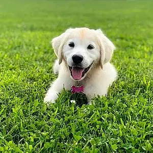 Name Golden Retriever Dog Maya