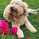 Flower, Dog, Plant, Dog breed, Carnivore, Companion dog, Grass, Petal, Water Dog, Collar, Toy Dog, Dog Supply, Dog Collar, Small Terrier, Terrier, Canidae, Yorkipoo, Annual Plant, Garden