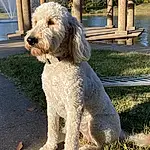 Dog, Carnivore, Water Dog, Dog breed, Companion dog, Plant, Toy Dog, Dog Collar, Tree, Terrier, Snout, Sky, Grass, Tail, Small Terrier, Poodle, Labradoodle, Working Animal, Canidae