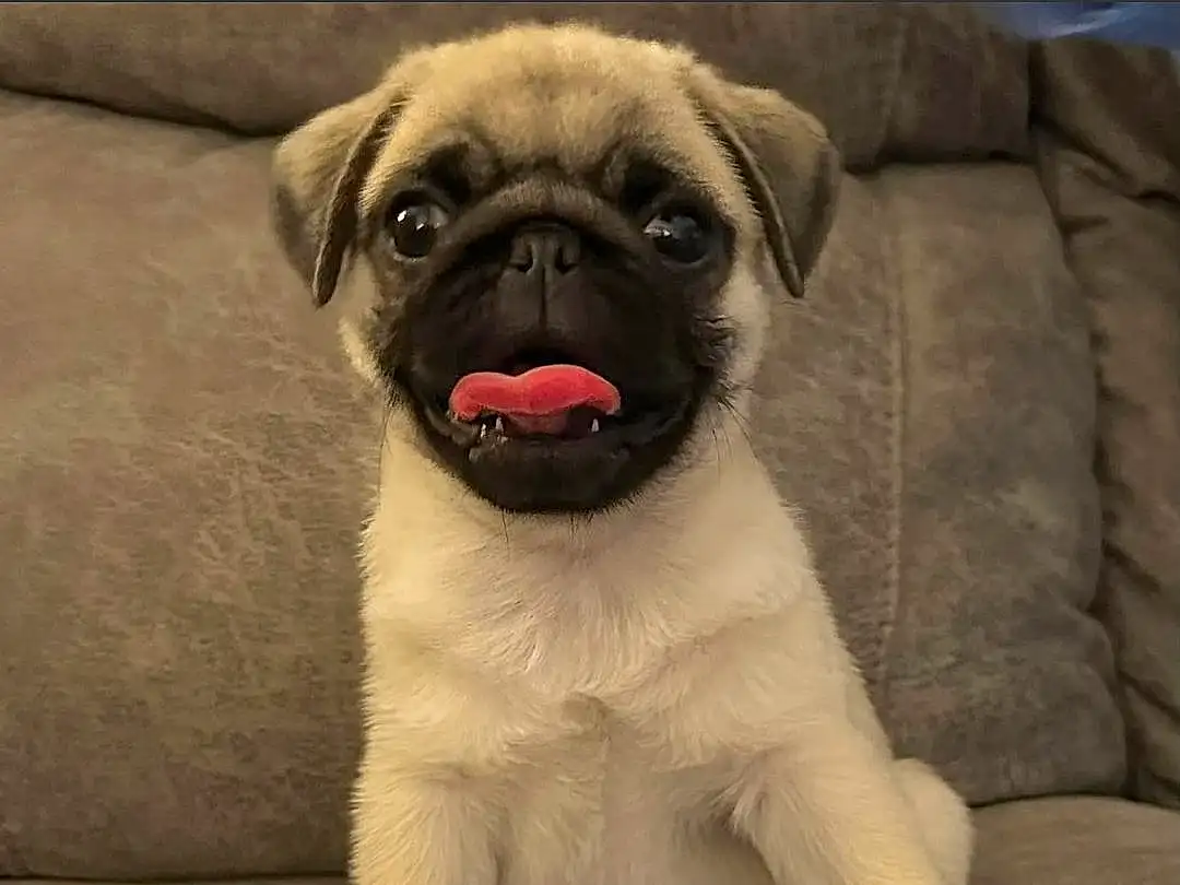 Pug, Dog, Dog breed, Carnivore, Companion dog, Fawn, Wrinkle, Snout, Whiskers, Toy Dog, Canidae, Couch, Working Animal, Furry friends, Non-sporting Group, Puppy, Ancient Dog Breeds, Terrestrial Animal, Paw