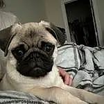 Pug, Dog, Carnivore, Human Body, Dog breed, Ear, Whiskers, Grey, Companion dog, Fawn, Wrinkle, Snout, Toy Dog, Comfort, Canidae, Picture Frame, Furry friends, Working Animal, Paw