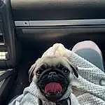 Pug, Dog, Carnivore, Dog breed, Companion dog, Fawn, Snout, Vehicle Door, Wrinkle, Toy Dog, Auto Part, Family Car, Vroom Vroom, Personal Luxury Car, Working Animal, Canidae, Car Seat Cover, Car Seat, Comfort