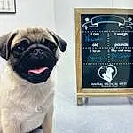Pug, Dog, Carnivore, Dog breed, Fawn, Companion dog, Toy Dog, Canidae, Wrinkle, Collar, Handwriting, Working Animal, Font, Rectangle, Non-sporting Group, Dog Collar, Ancient Dog Breeds, Chalk
