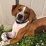 Dog, Plant, Carnivore, Flower, Dog breed, Fawn, Companion dog, Liver, Snout, Working Animal, Groundcover, Grass, Hunting Dog, Terrestrial Animal