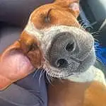 Dog, Carnivore, Dog breed, Ear, Whiskers, Fawn, Companion dog, Comfort, Working Animal, Snout, Furry friends, Canidae, Paw, Puppy, Non-sporting Group, Selfie