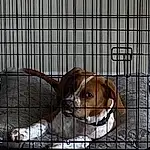 Dog, Dog breed, Carnivore, Pet Supply, Companion dog, Fawn, Dog Crate, Snout, Service, Kennel, Dog Supply, Liver, Mesh, Animal Shelter, Cage, Canidae, Metal