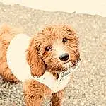 Dog, Dog breed, Carnivore, Liver, Water Dog, Companion dog, Fawn, Toy Dog, Snout, Terrier, Canidae, Furry friends, Terrestrial Animal, Poodle, Working Animal, Maltepoo, Spaniel, Puppy, Non-sporting Group