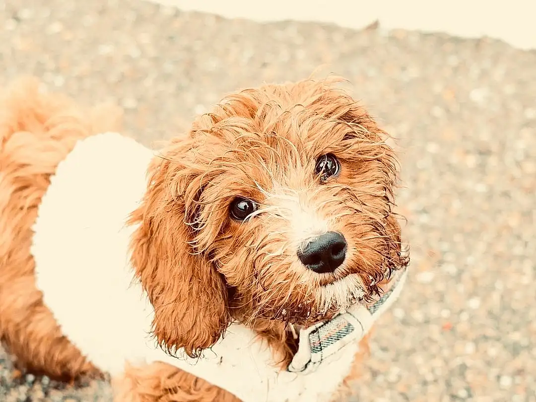 Dog, Dog breed, Carnivore, Liver, Water Dog, Companion dog, Fawn, Toy Dog, Snout, Terrier, Canidae, Furry friends, Terrestrial Animal, Poodle, Working Animal, Maltepoo, Spaniel, Puppy, Non-sporting Group