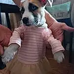 Dog, Dog breed, Carnivore, Companion dog, Fawn, Snout, Toy, Comfort, Toy Dog, Boston Terrier, Furry friends, Canidae, Puppy love, Abdomen, Dog Clothes, Paw, Non-sporting Group, Sitting, Chair