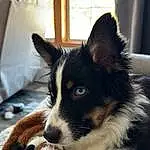 Dog, Dog breed, Carnivore, Whiskers, Companion dog, Herding Dog, Working Animal, Snout, Window, Canidae, Australian Collie, Furry friends, Comfort, Border Collie, Working Dog, Terrestrial Animal, Pillow, Puppy, Paw