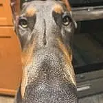 Dog, Carnivore, Dog breed, Whiskers, Collar, Fawn, Snout, Working Animal, Pet Supply, Canidae, Working Dog, Rampur Greyhound, Guard Dog, Furry friends, Dog Collar, Terrestrial Animal, Companion dog, Hunting Dog, Liver