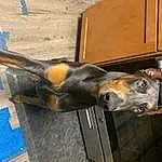 Cabinetry, Snout, Dog breed, Wood, Working Animal, Cupboard, Natural Material, Drawer, Tail, Metal, Terrestrial Animal, Furry friends