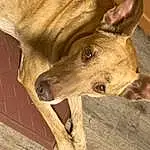 Dog, Dog breed, Carnivore, Jaw, Wood, Ear, Whiskers, Fawn, Companion dog, Snout, Working Animal, Terrestrial Animal, Furry friends, Hardwood, Canidae, Box, Street dog, Non-sporting Group