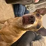 Jeans, Dog, Smile, Leg, Working Animal, Ear, Carnivore, Collar, Fawn, Companion dog, Whiskers, Dog breed, Comfort, Furry friends, Wrinkle, Canidae, Selfie, Paw, Foot, Guard Dog