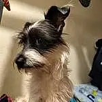 Dog, Carnivore, Dog breed, Working Animal, Companion dog, Ear, Canidae, Toy Dog, Dog Supply, Furry friends, Biewer Terrier, Small Terrier, Terrier, Non-sporting Group