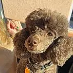 Dog, Water Dog, Carnivore, Dog breed, Companion dog, Collar, Dog Collar, Toy Dog, Liver, Snout, Poodle, Working Animal, Pet Supply, Terrier, Dog Supply, Labradoodle, Furry friends, Standard Poodle, Stuffed Toy