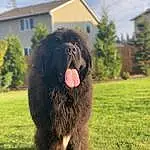Dog, Dog breed, Carnivore, Sky, Cloud, Water Dog, Companion dog, Fawn, Grass, Liver, Working Animal, Plant, Terrestrial Animal, Tree, Snout, Window, Furry friends, Giant Dog Breed, Tail