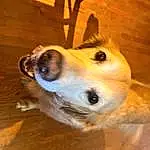 Head, Dog, Eyes, Dog breed, Carnivore, Jaw, Working Animal, Wood, Ear, Whiskers, Companion dog, Fawn, Snout, Canidae, Furry friends, Smile, Terrestrial Animal, Hardwood