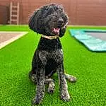 Dog, Water Dog, Carnivore, Dog breed, Companion dog, Grass, Plant, Snout, Terrier, Toy Dog, Poodle, Tail, Working Animal, Canidae, Furry friends, Terrestrial Animal, Puppy, Poodle Crossbreed