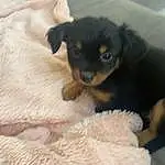 Dog, Dog breed, Carnivore, Comfort, Companion dog, Fawn, Chihuahua, Whiskers, Toy Dog, Working Animal, Felidae, Snout, Canidae, Terrestrial Animal, Furry friends, Pinscher, Small To Medium-sized Cats, Linens, Paw