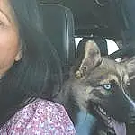 Smile, Dog, Jaw, Carnivore, Dog breed, Fawn, Companion dog, Snout, German Shepherd Dog, Happy, Vehicle Door, Fun, Car, Furry friends, Luxury Vehicle, Family Car, Working Dog, Automotive Window Part, Driving