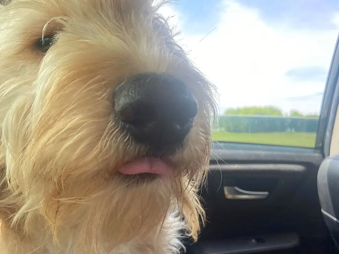 Dog, Dog breed, Carnivore, Companion dog, Fawn, Snout, Window, Small Terrier, Toy Dog, Working Animal, Terrier, Furry friends, Canidae, Tail, Car, Windshield, Vehicle Door, Non-sporting Group, Automotive Window Part