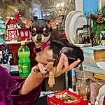 Sunglasses, Fawn, Fun, Toy, Fictional Character, Event, Eyewear, Market, Retail, Drink, Costume, Furry friends, Companion dog, Room, Stuffed Toy, Chihuahua, Fiction, Distilled Beverage, Picture Frame