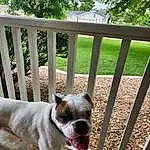 Dog, Plant, Dog breed, Carnivore, Collar, Bulldog, Companion dog, Fawn, Fence, Wood, Dog Collar, Snout, Pet Supply, Grass, Working Animal, Tree, Wrinkle, Canidae, Molosser