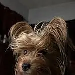 Dog, Dog breed, Carnivore, Companion dog, Toy Dog, Working Animal, Snout, Small Terrier, Terrier, Canidae, Yorkipoo, Liver, Biewer Terrier, Water Dog, Furry friends, Maltepoo, Yorkshire Terrier, Non-sporting Group, Terrestrial Animal