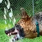Dog, Fence, Mesh, Carnivore, Wire Fencing, Companion dog, Dog breed, Grass, Terrestrial Animal, Terrier, Dog Supply, Pet Supply, Dog Sports, Chain-link Fencing, Plant, Herding Dog, Liver, Animal Shelter, Dog Crate, Canidae