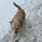 Dog, Snow, Carnivore, Dog breed, Fawn, Freezing, Snout, Terrestrial Animal, Winter, Tail, Canidae, Terrier, Furry friends, Non-sporting Group, Companion dog, Working Animal