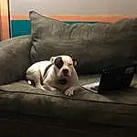 Dog, Comfort, Couch, Carnivore, Dog breed, Laptop, Companion dog, Fawn, Studio Couch, Sofa Bed, Living Room, Working Animal, Snout, Wood, Dog Supply, Hardwood, Linens, Toy Dog