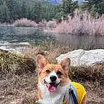 Dog, Water, Dog breed, Carnivore, Dog Supply, Plant, Collar, Tree, Companion dog, Fawn, Pet Supply, Sunglasses, Smile, Snout, Spitz, Leash, Dog Collar, Working Animal, Canidae
