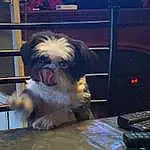 Dog, Liver, Shih Tzu, Carnivore, Toy Dog, Companion dog, Dog breed, Terrier, Small Terrier, Furry friends, Working Animal, Table, Canidae, Metal, Non-sporting Group, Ancient Dog Breeds, Maltepoo, Box